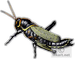 Horse Lubber Grasshopper Decal - Grasshopper Png