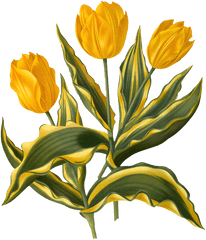 Flowers Tulips Yellow - Free Image On Pixabay Tulip Png