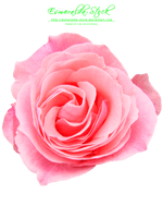 Pink Rose Free Download - Free PNG