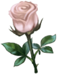 White Rose - Floribunda Png