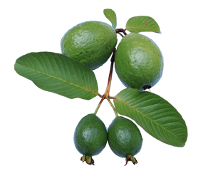 Free Photos Guava Png Search Download - Guava Tree Png