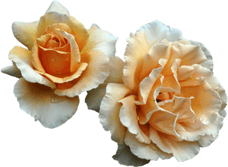 Image About Flowers In By Layla12345 - Aesthetic Orange Flower Transparent Png