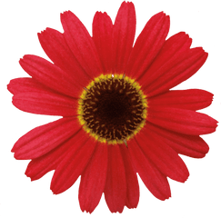 Grandaisy Red Orange - Red Dasy Transparent Flowers Png