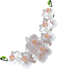 OrchidÃ©e Blanche Png Tube Fleur White Flower - Transparent Background Orchid Flowers Png