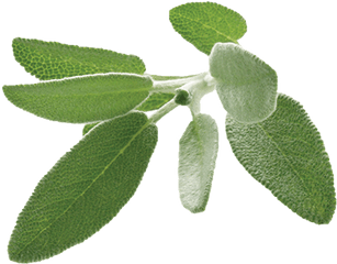 Sage Png 6 Image - Transparent Sage Leaf Png