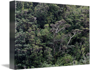 Milford Sound Tree Canopy - Forest Png