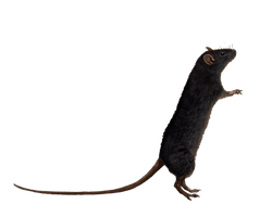 Rat Transparent - Free PNG