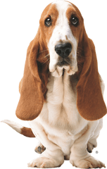 Hush Puppies Logo - Hush Puppies Png