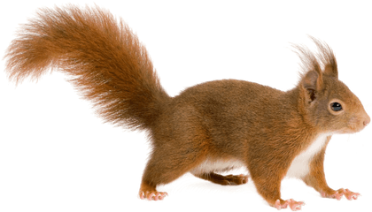 15 Squirrel Png For Free Download - Transparent Background Squirrel Clipart