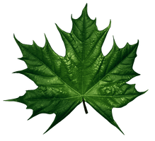 Green Leaf Png