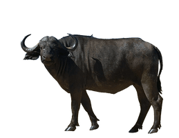 Buffalo Picture - Free PNG