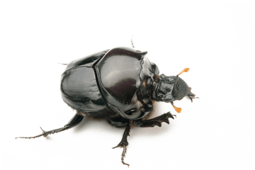 Dung Beetle Transparent Background - Dung Beetle Png