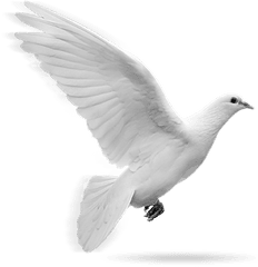 Flying Doves Png Picture - Png Format White Dove Png