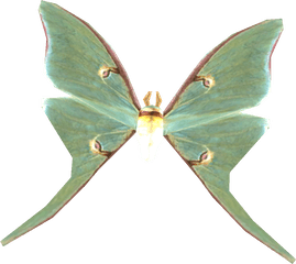 Luna Moth - Transparent Luna Moth Png