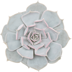 Pearls Succulents Consists Echeveria From Ovata - Echeveria Elegans Png