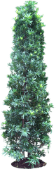 20 Free Tree Png Images - Conifer Podocarpo Planta Podocarpus Png