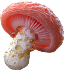 Cred - Exotic Mushroom Png