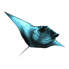 Art - Transparent Sting Ray Png