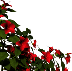 Overlay Render Red Flower Png And - Red Rose Bush Transparent