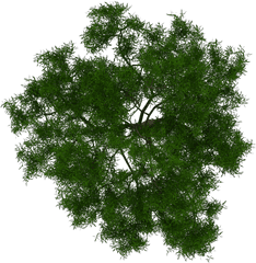 Arboles En Planta Png