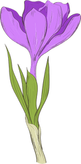 Download This Graphics Is Hand Painted A Purple Flower - Iris Flower Cartoon Png