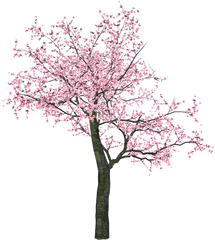 Download Sakura Png - Pink Tree Png