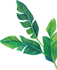 Download Free Png Tropical Stickers Transparent Aesthetic - Aesthetic Green Plant Png