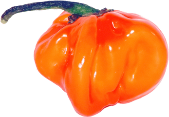 Download Habanero Chili - Habanero Chili Png