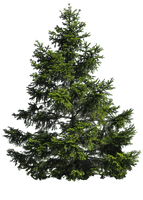 Fir-Tree Transparent Background - Free PNG