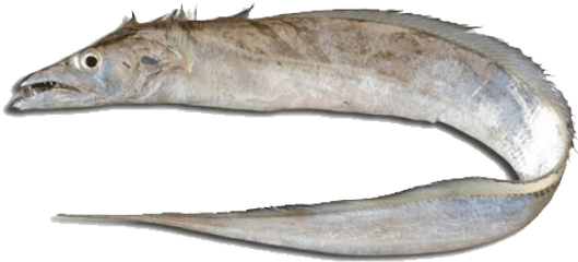 Ribbonfish - Pez Cinturon Png