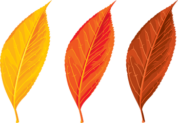 Transparent Seasons U0026 Png Clipart Free Download - Autumn Leaf Clipart Png