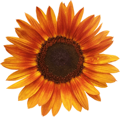 Orange Sunflowers - Orange Sunflower Tapestry Png