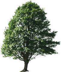 Pin Png Big Tree