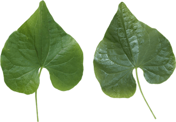 Green Leaf Png - 2 Green Leaf