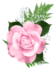 Pink Rose Png Transparent - Pink Transparent Rose Png