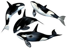 Killer Whale Png Clipart