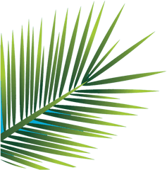 Palm - Vertical Png