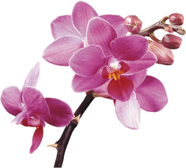 Spa Flower Orchids Free Hq Image - Hd Orchid Flowers Transparent Background Png