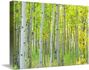 Aspen Tree Forest Autumn Time - Paper Birch Png